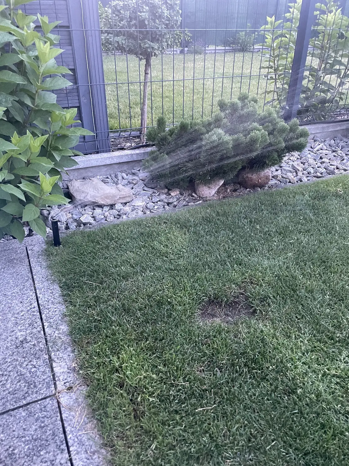 Nawadnianie ogrodu - zraszacz wynurzalny przy rabacie żwirowej, gęsty zielony trawnik po sezonie